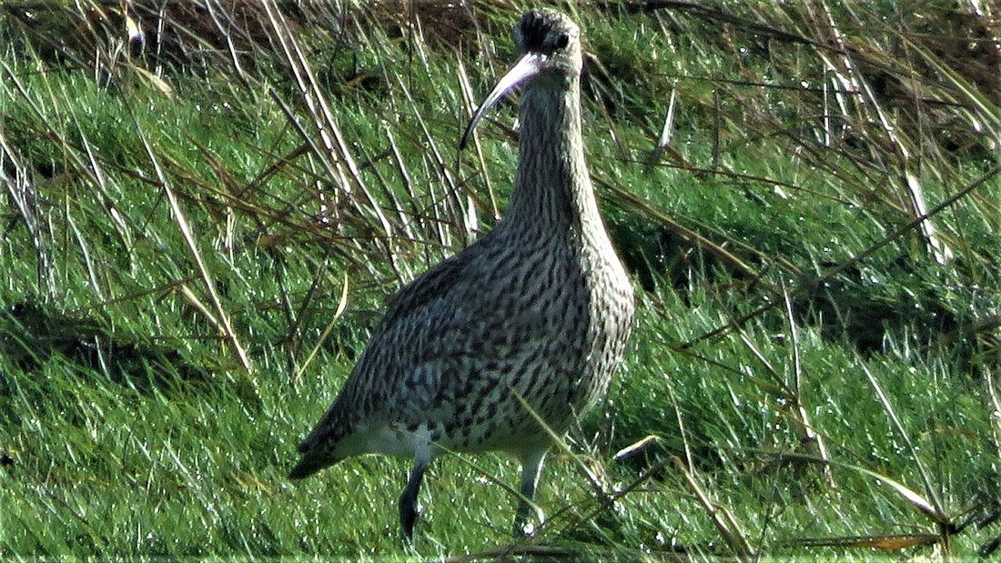 Brachvogel