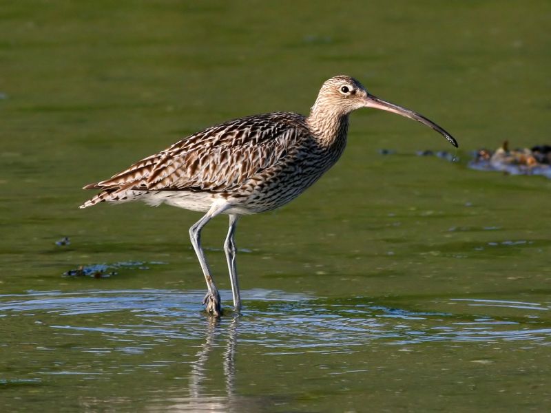 Brachvogel