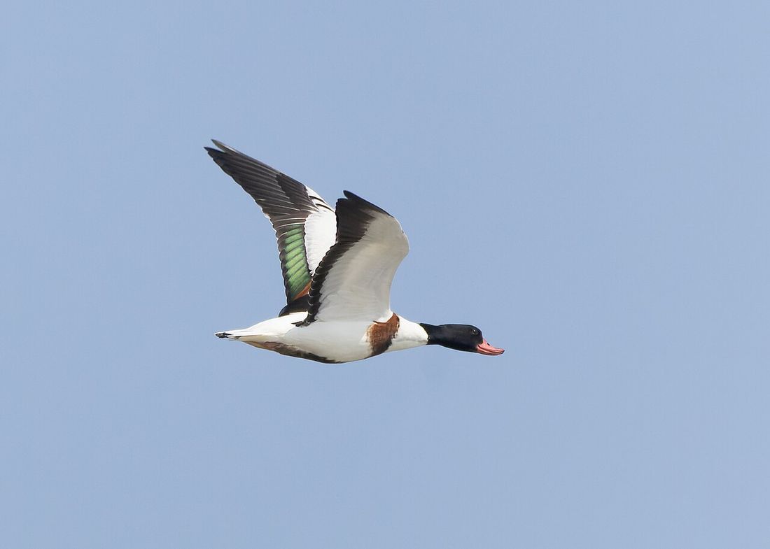 Brandgans (Tadorna tadorna)