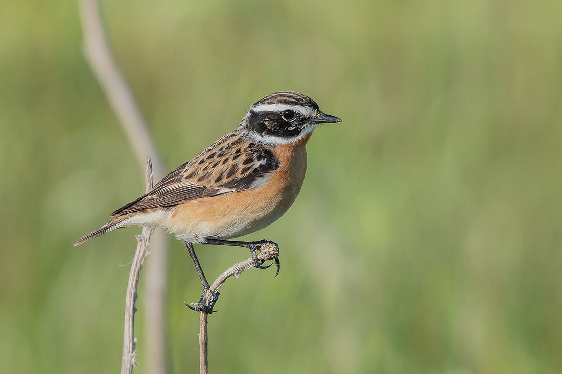 Braunkehlchen (Saxicola rubetra)