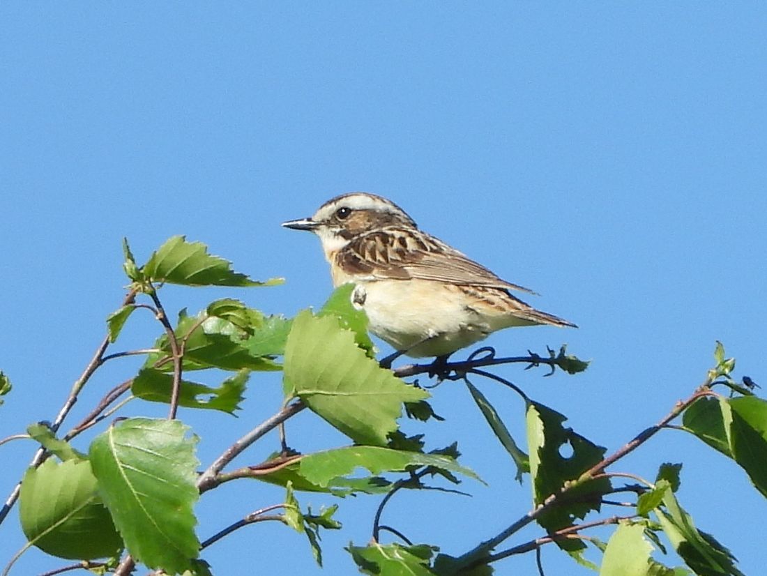 Braunkehlchen