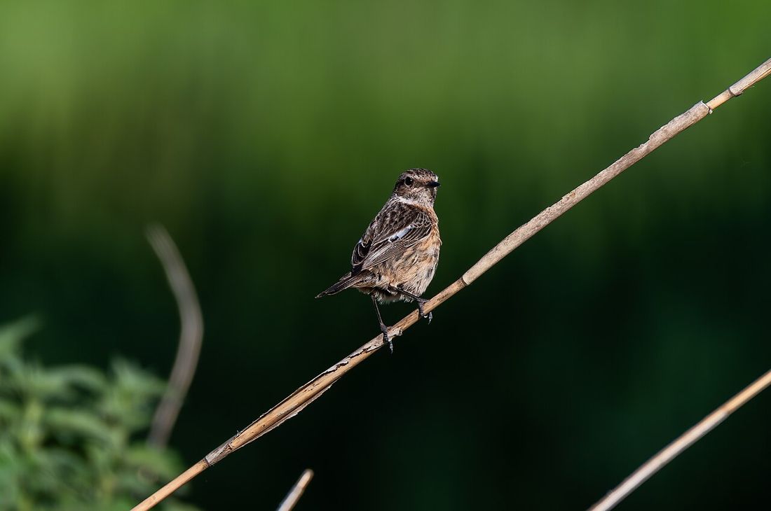 Braunkehlchen