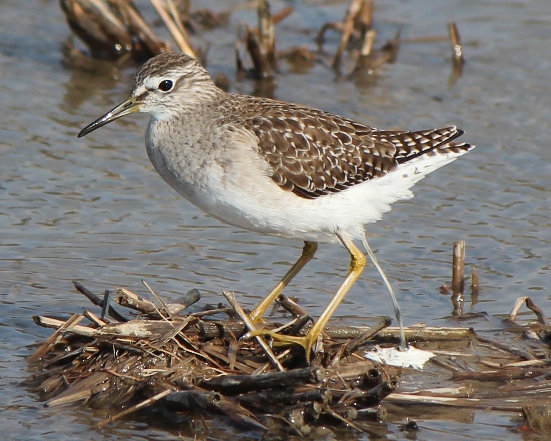 Bruchwasserläufer (Tringa glareola)