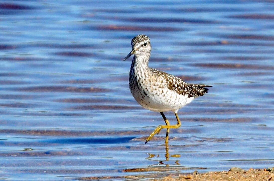 Bruchwasserläufer