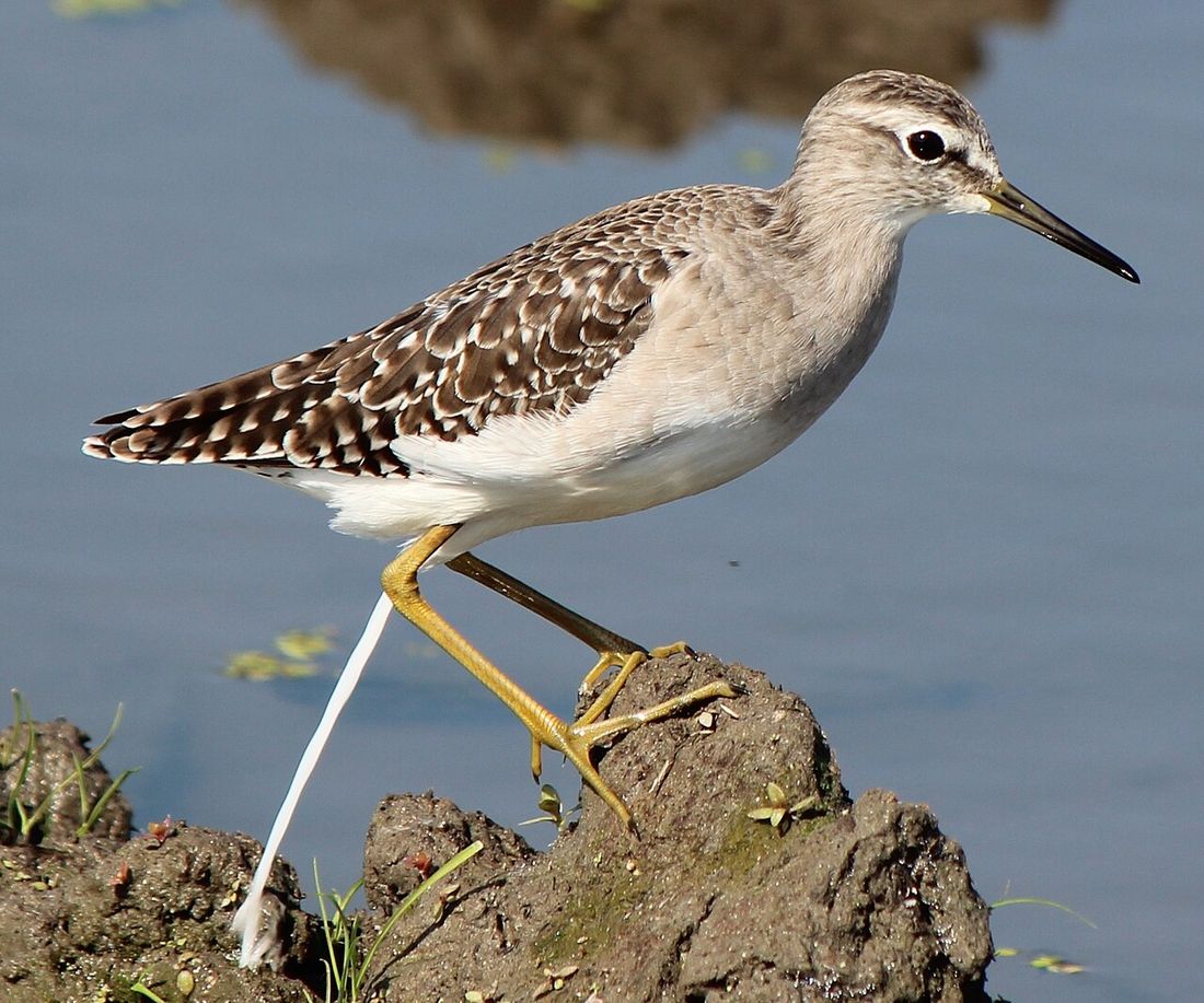 Bruchwasserläufer