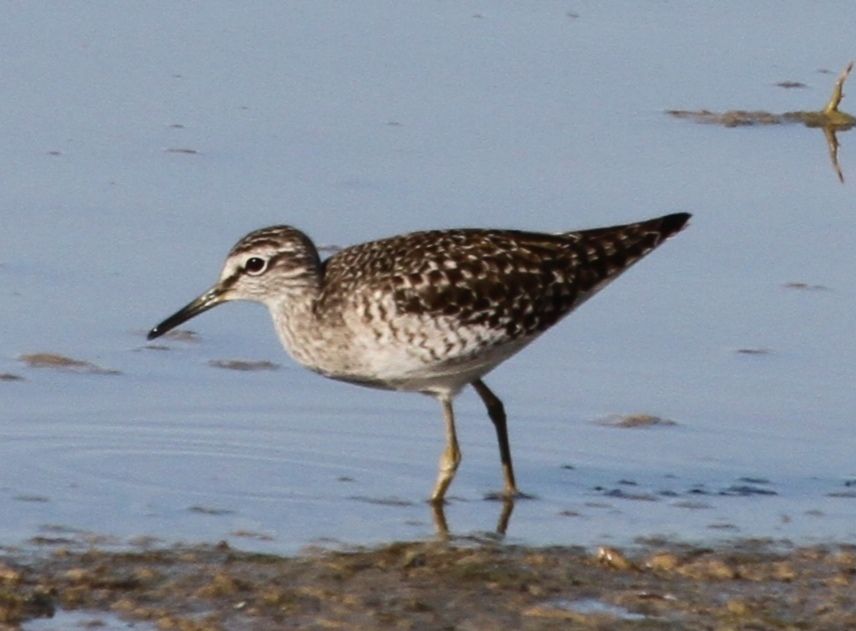 Bruchwasserläufer