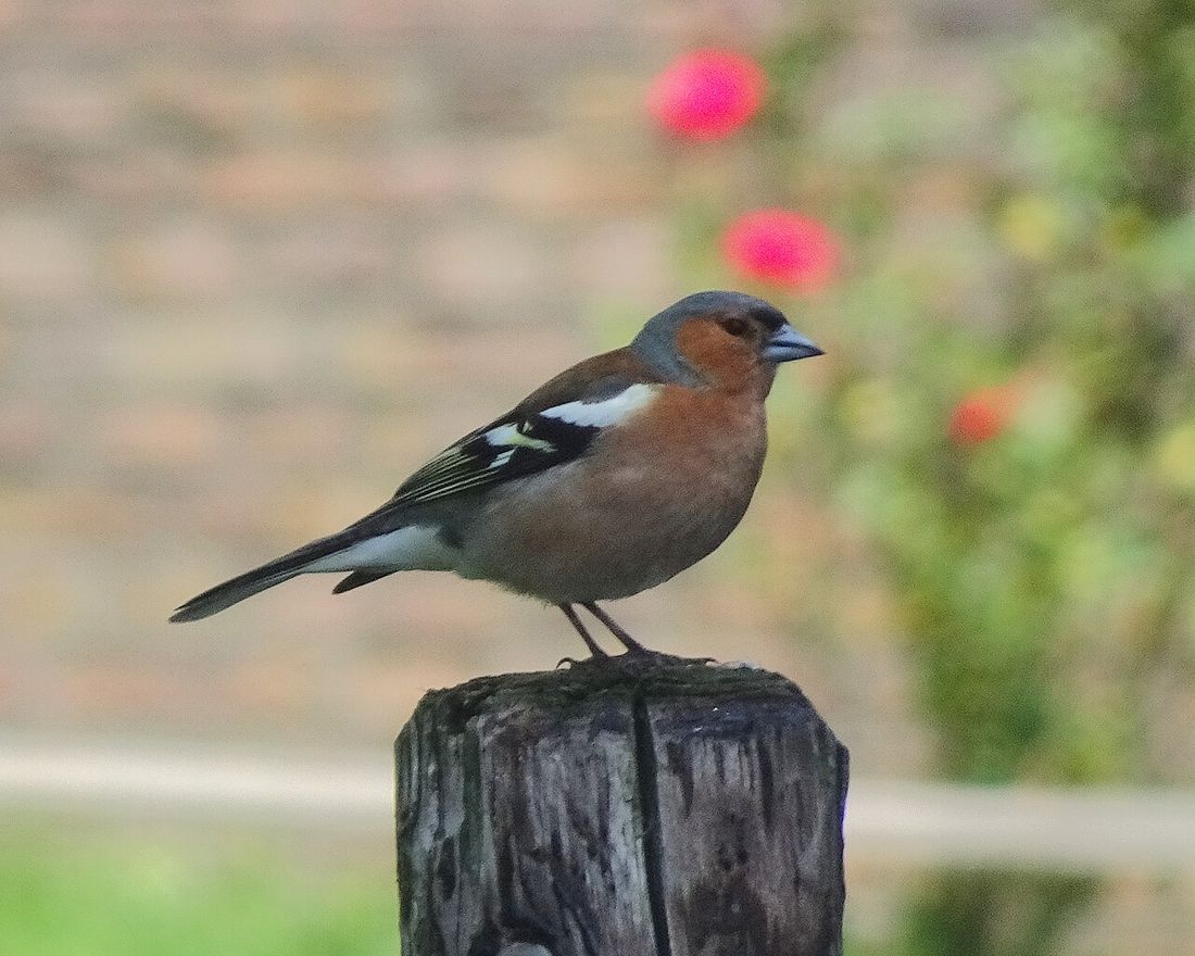 Buchfink (Fringilla coelebs)