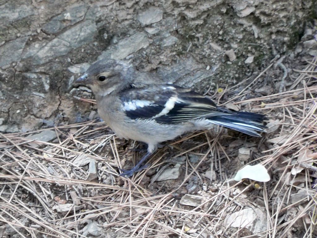 Buchfink