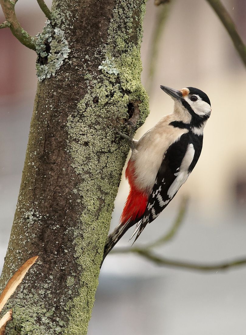 Buntspecht (Dendrocopos major)