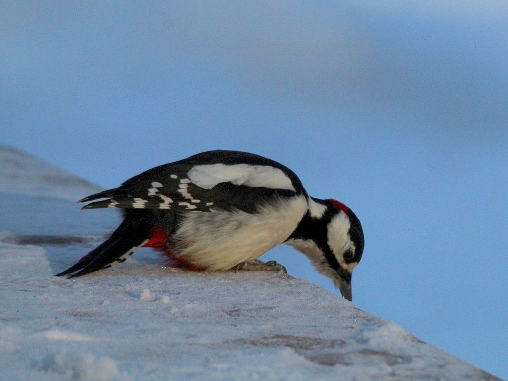 Buntspecht