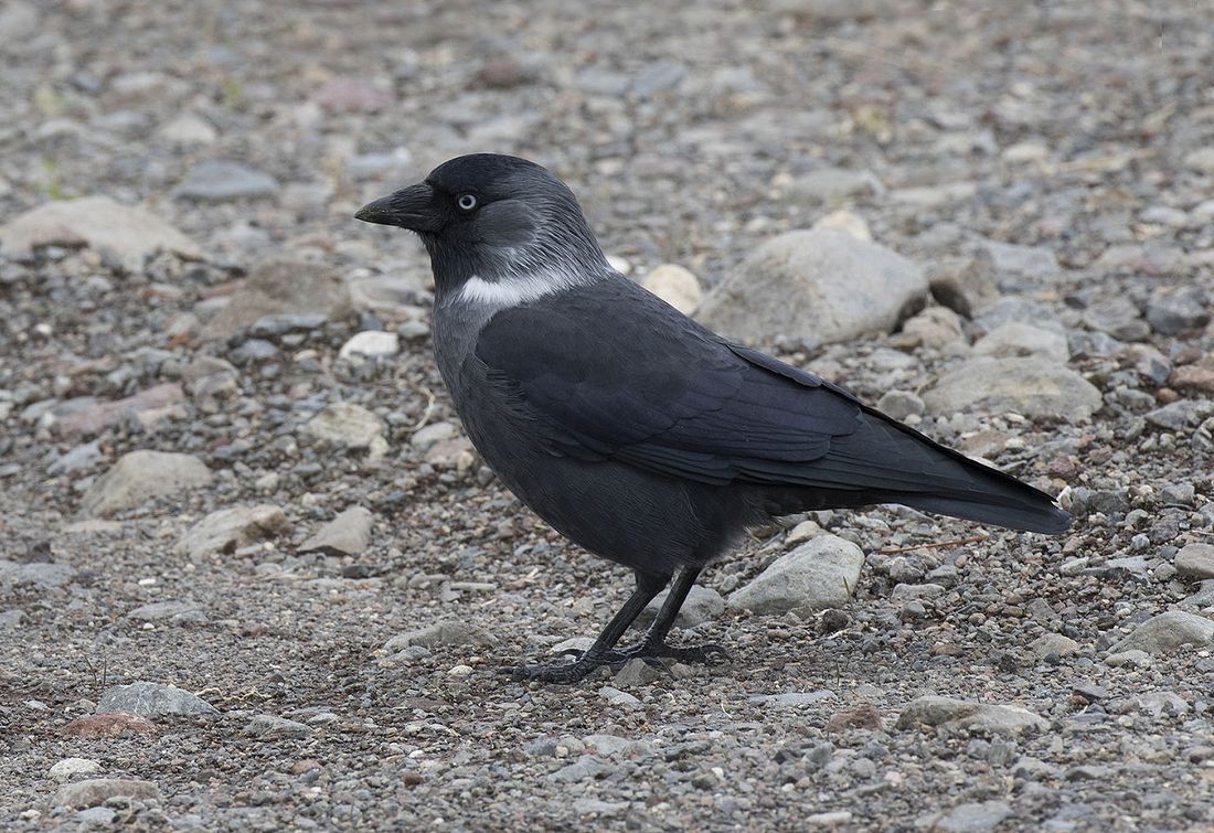 Dohle (Coloeus monedula)