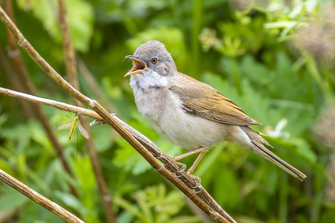 Dorngrasmücke (Curruca communis)