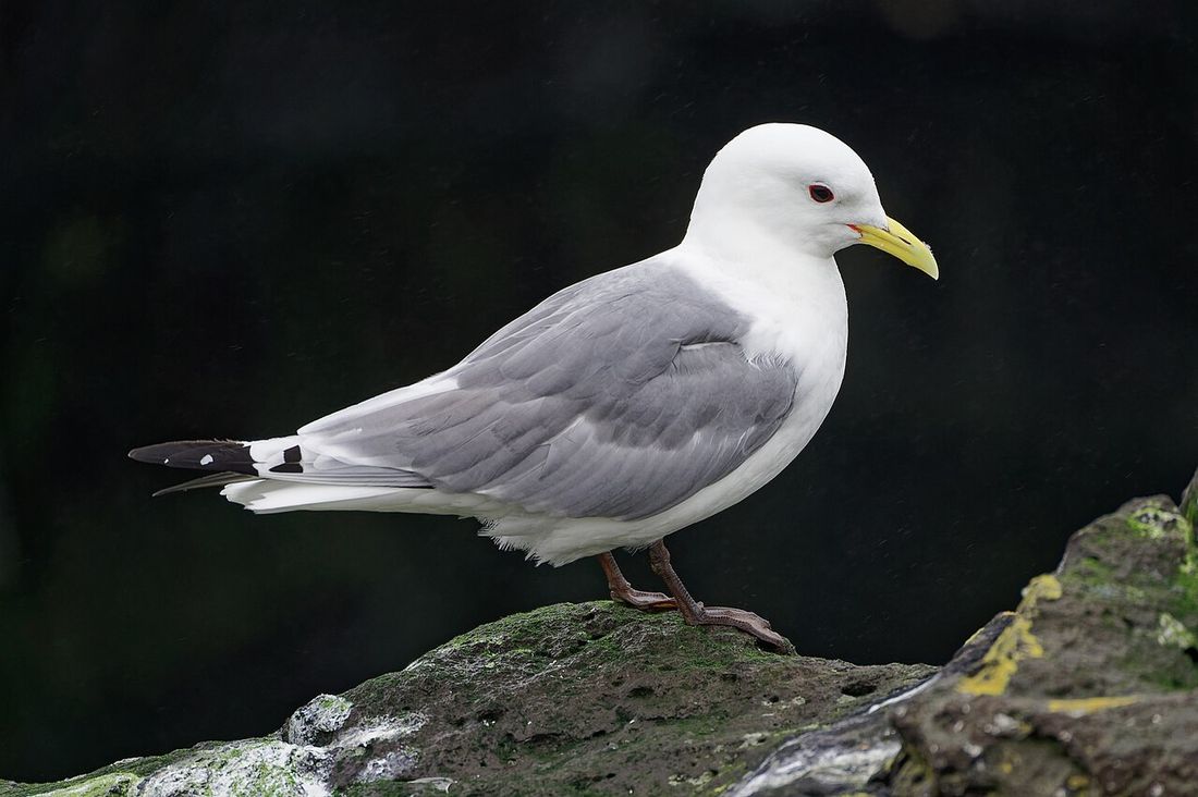 Dreizehenmöwe (Rissa tridactyla)