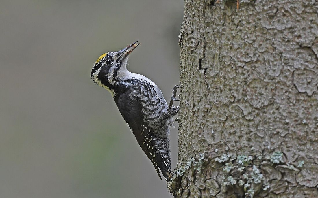 Dreizehenspecht (Picoides tridactylus)