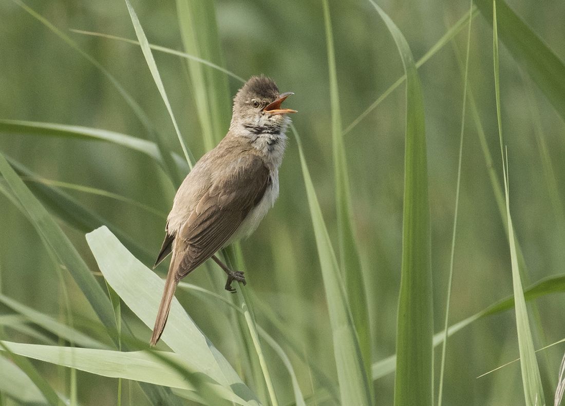 Drosselrohrsänger (Acrocephalus arundinaceus)