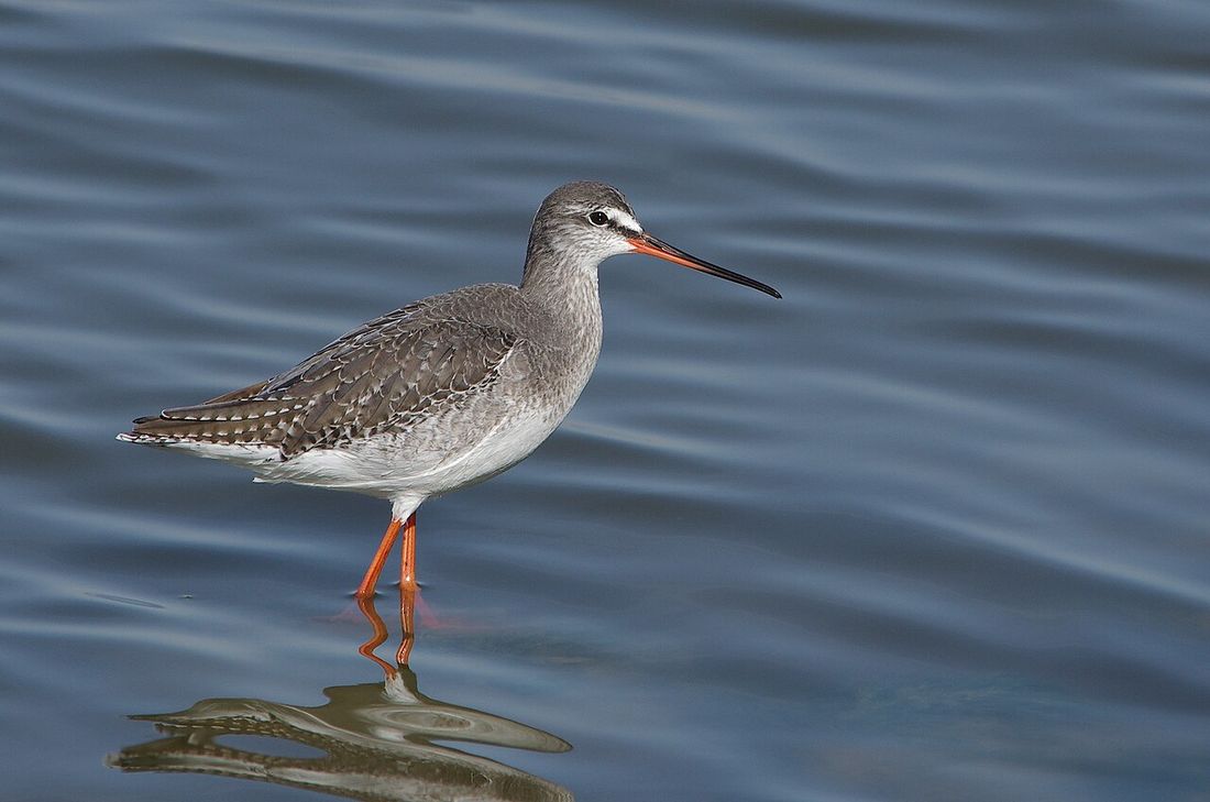 Dunkelwasserläufer (Tringa erythropus)