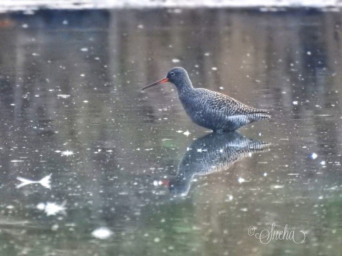 Dunkelwasserläufer