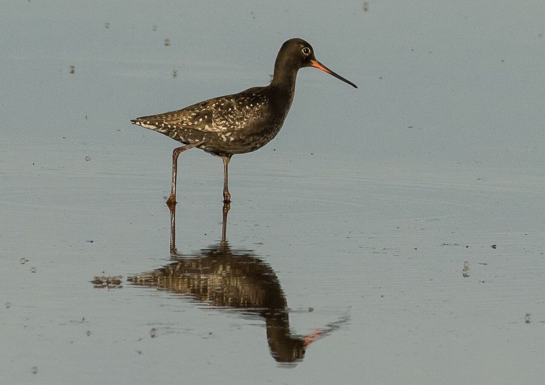Dunkelwasserläufer