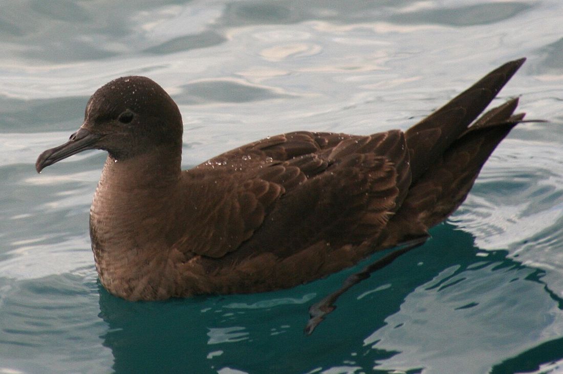 Dunkler Sturmtaucher (Ardenna grisea)