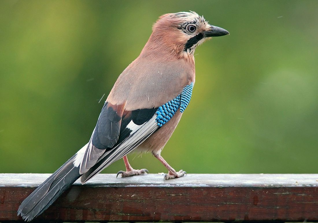 Eichelhäher (Garrulus glandarius)