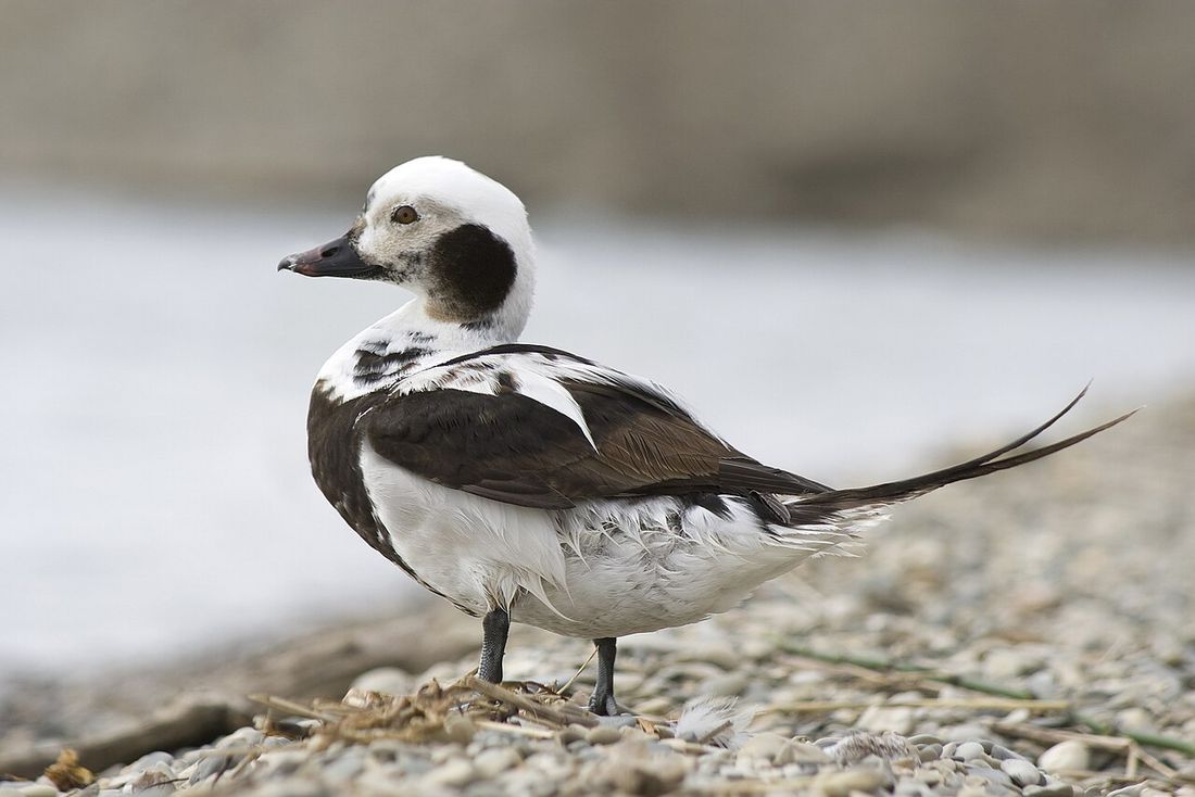Eisente (Clangula hyemalis)