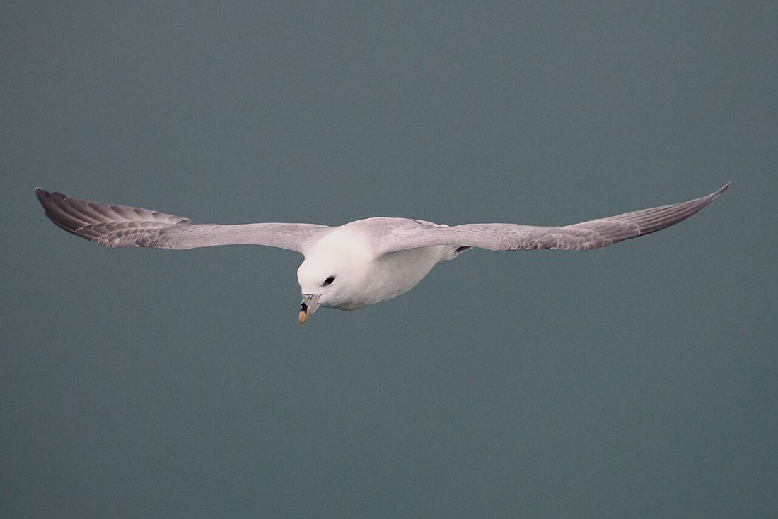 Eissturmvogel (Fulmarus glacialis)