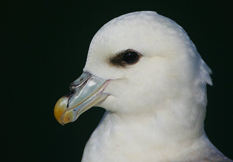 Eissturmvogel