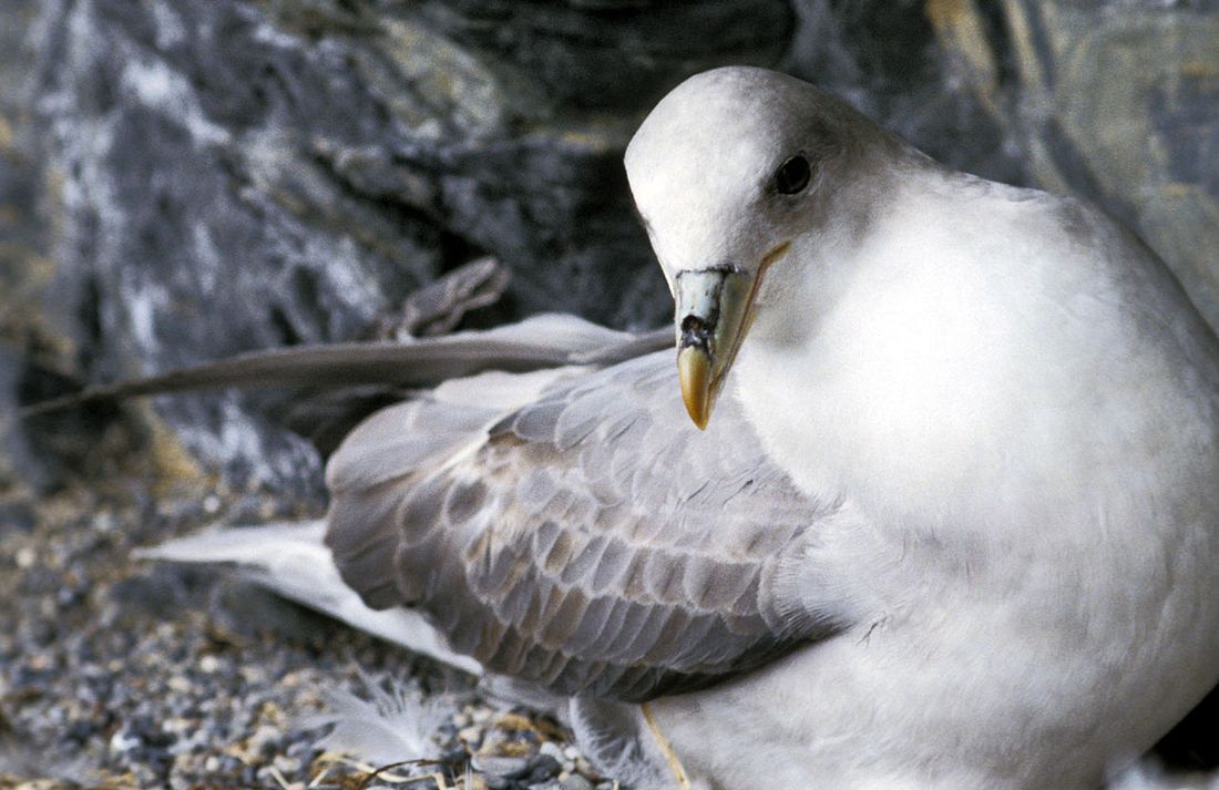 Eissturmvogel