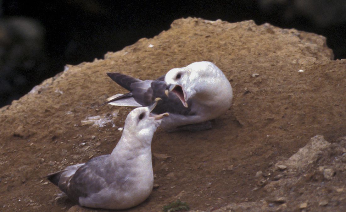 Eissturmvogel