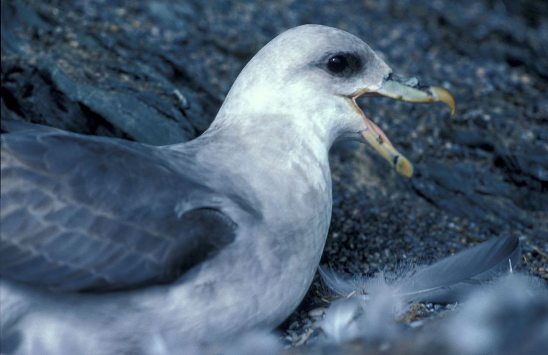 Eissturmvogel