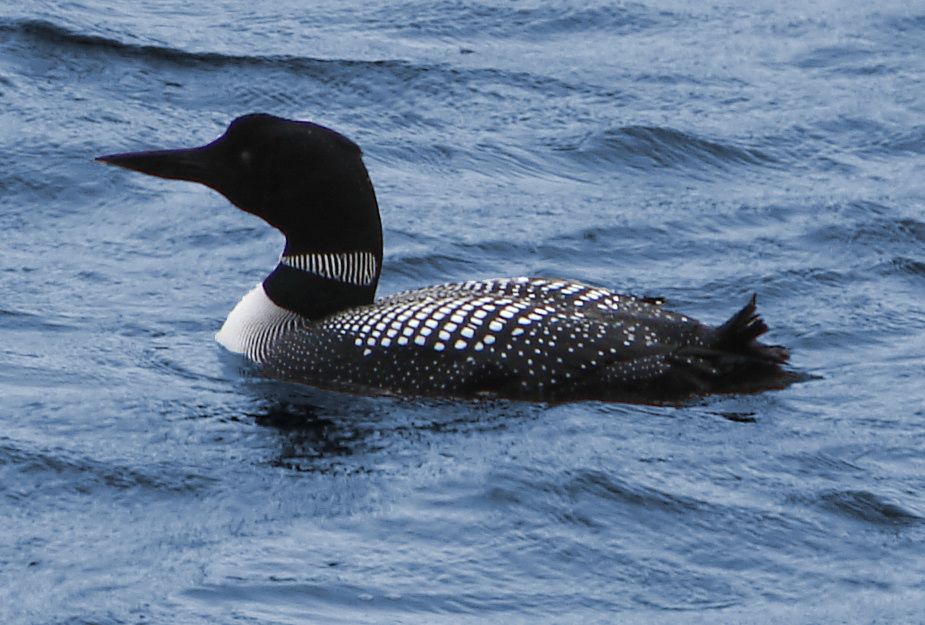 Eistaucher