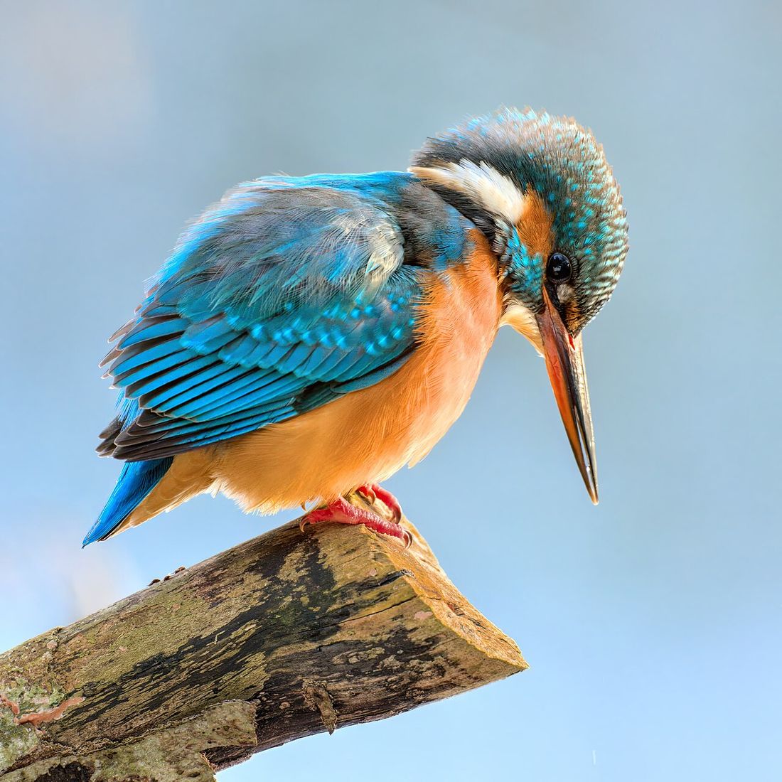 Eisvogel (Alcedo atthis)