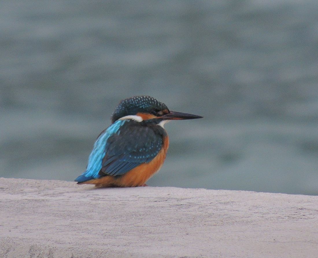 Eisvogel