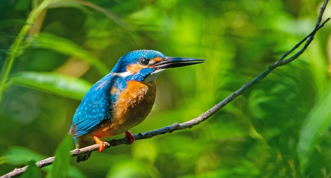 Eisvogel