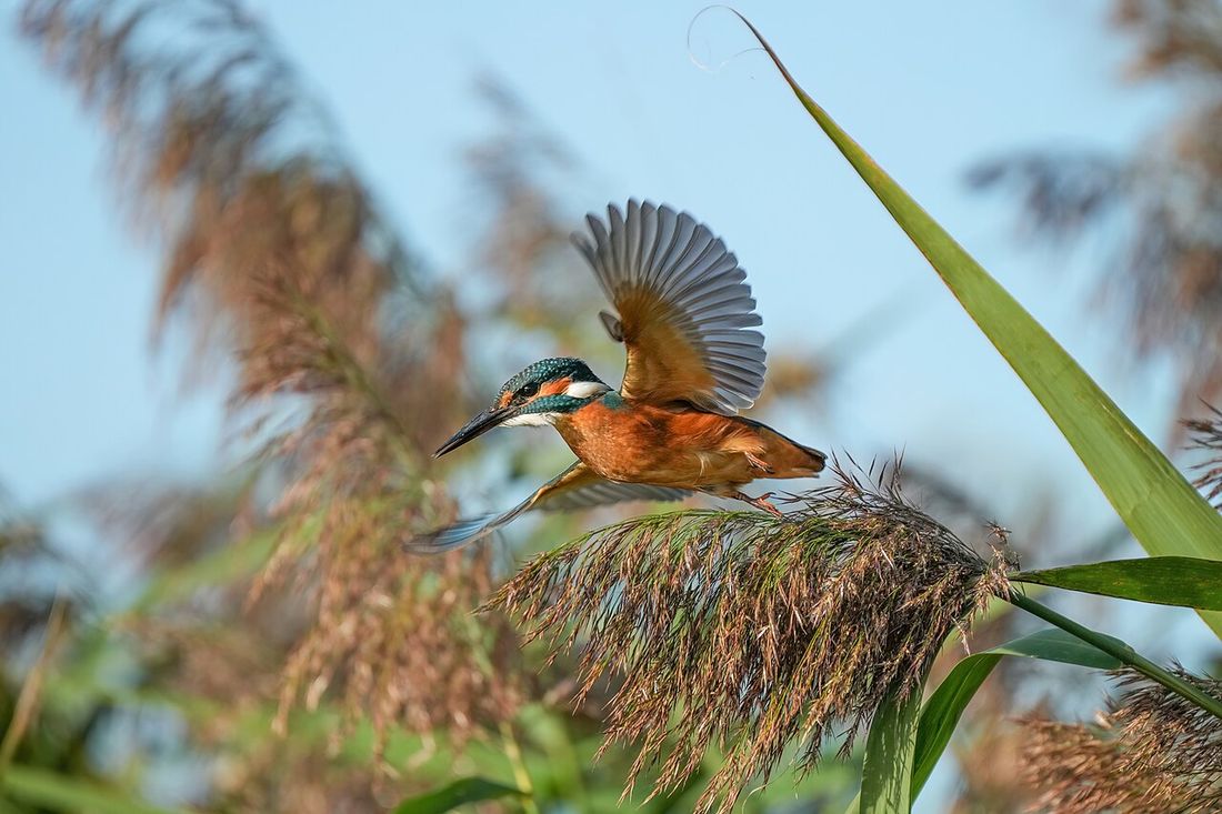 Eisvogel