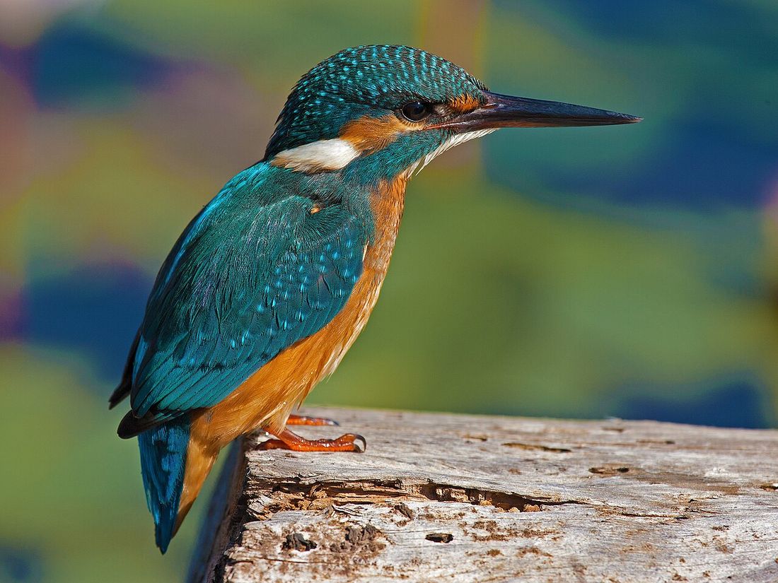 Eisvogel