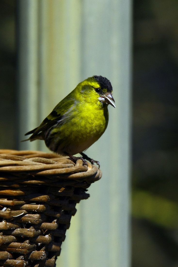 Erlenzeisig (Spinus spinus)