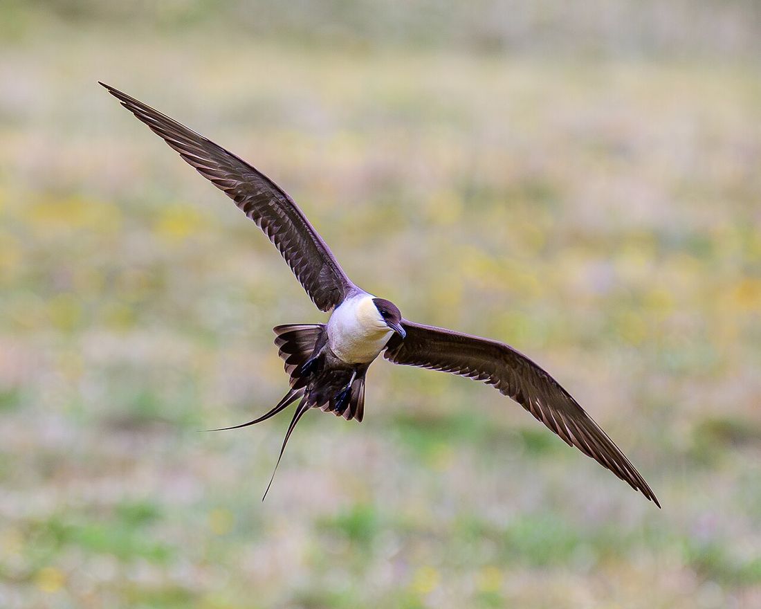 Falkenraubmöwe (Stercorarius longicaudus)