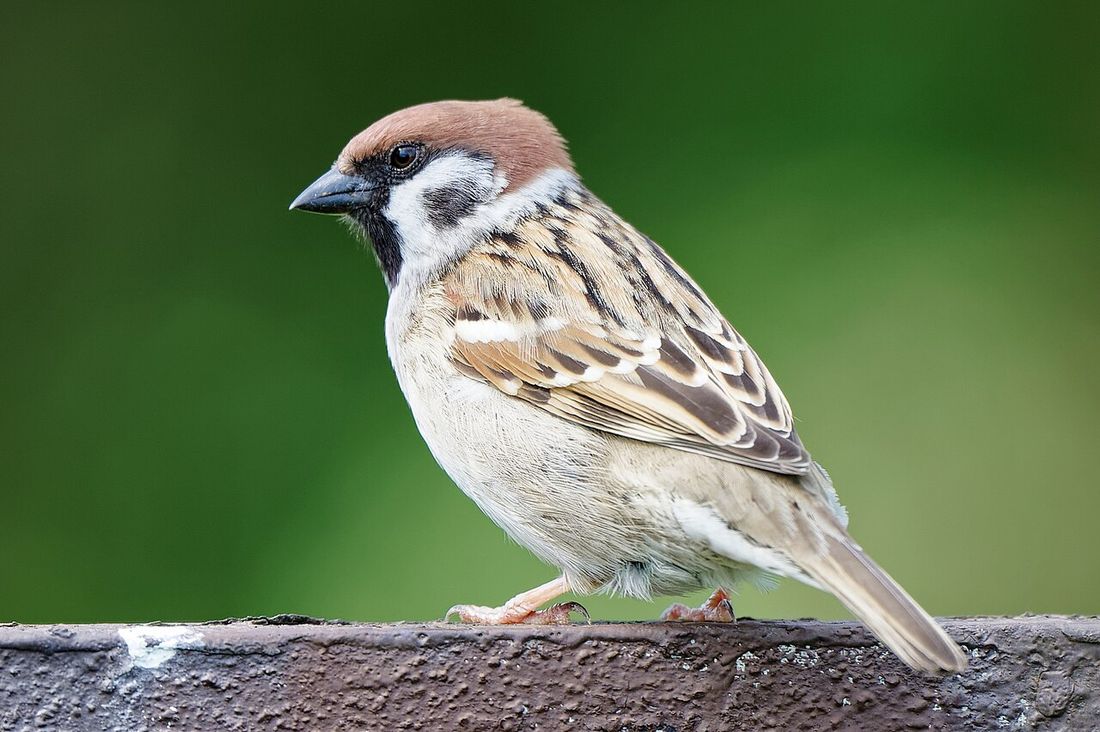 Feldsperling (Passer montanus)