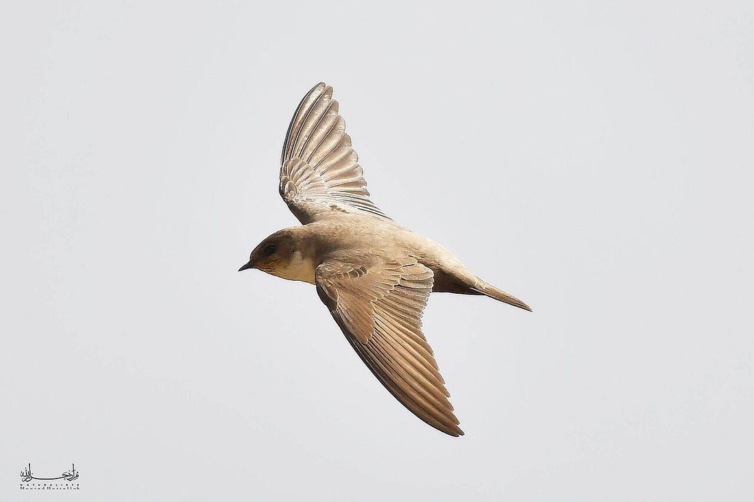 Felsenschwalbe (Ptyonoprogne rupestris)
