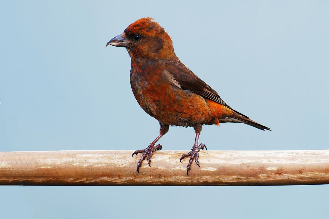 Fichtenkreuzschnabel (Loxia curvirostra)