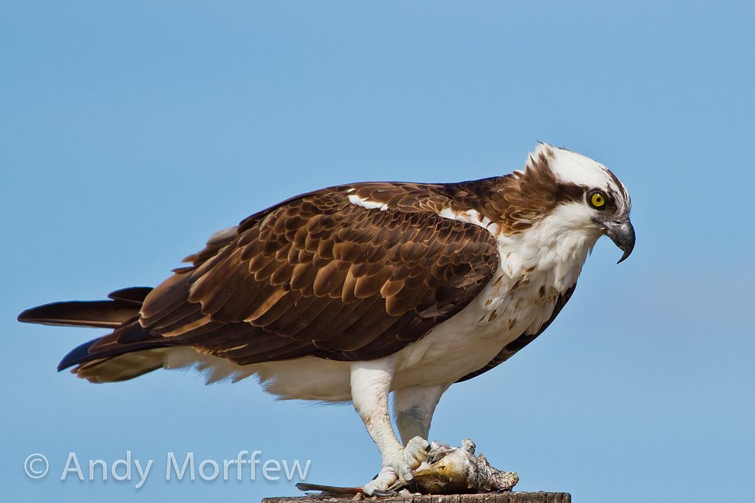 Fischadler (Pandion haliaetus)
