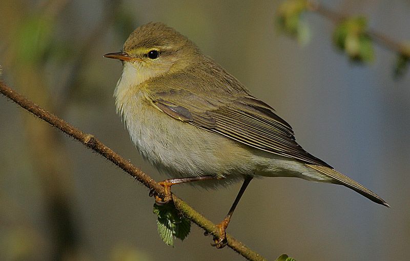 Fitis (Phylloscopus trochilus)