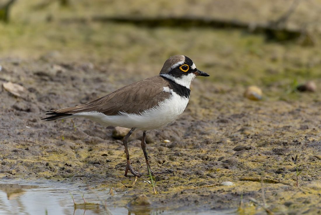 Flussregenpfeifer (Charadrius dubius)