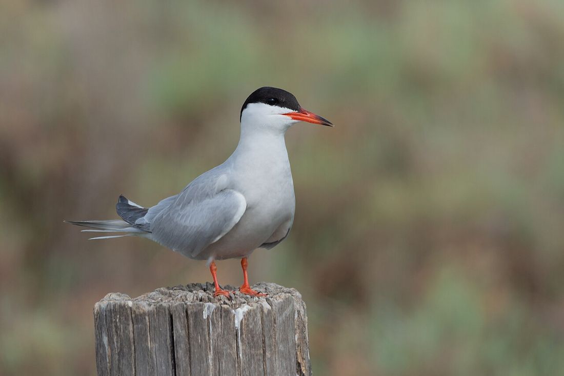 Flussseeschwalbe (Sterna hirundo)