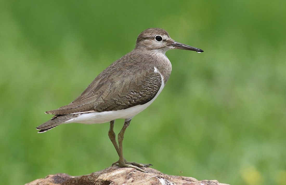 Flussuferläufer (Actitis hypoleucos)
