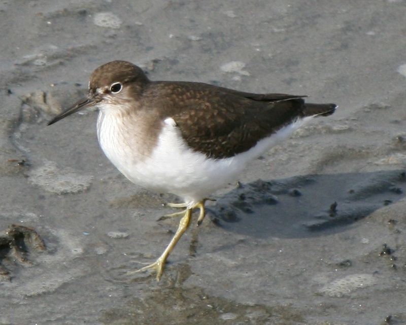 Flussuferläufer