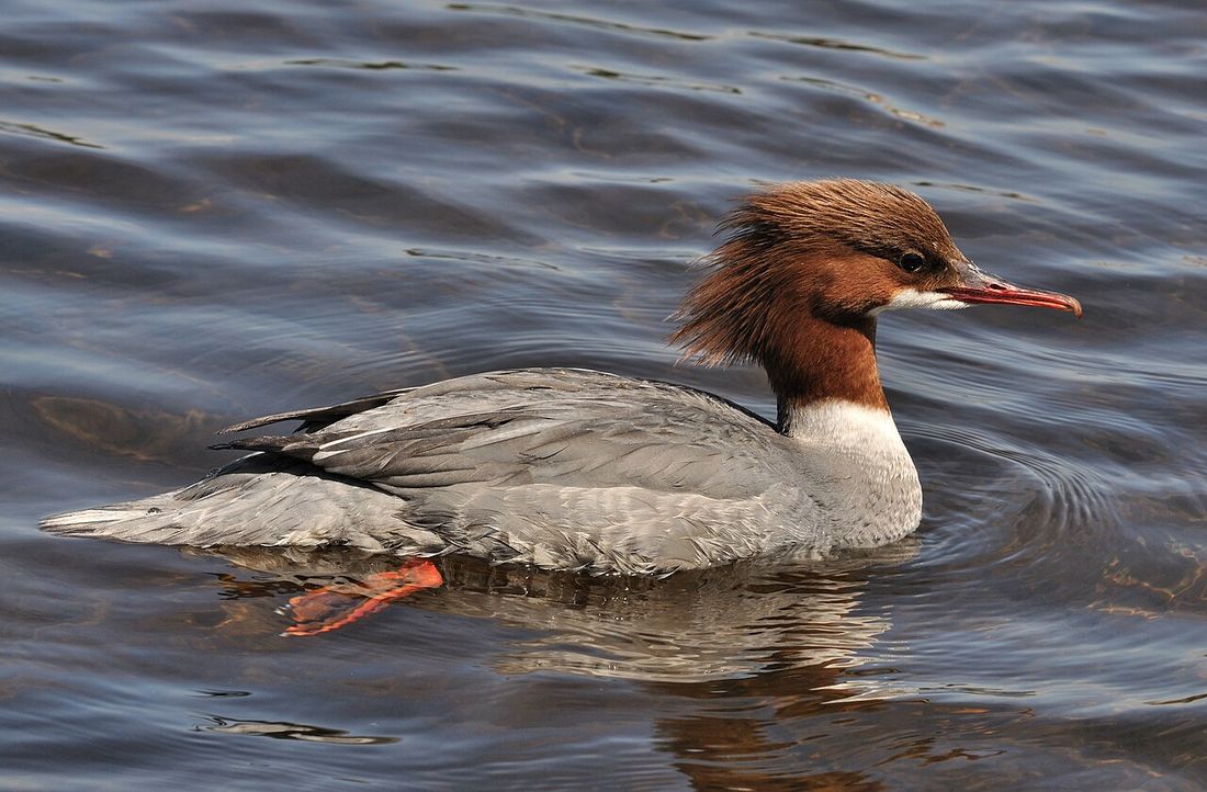 Gänsesäger