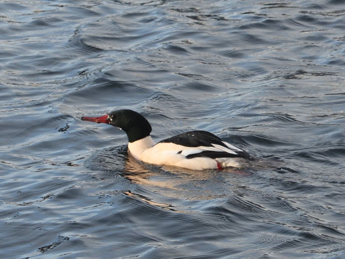 Gänsesäger