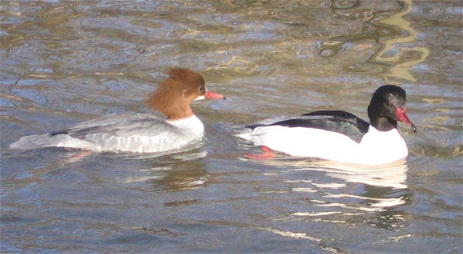 Gänsesäger